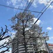 ヒメ日記 2025/03/30 20:19 投稿 霧島　ゆう Amateras～アマテラス～