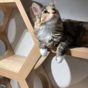 ヒメ日記 2025/10/28 01:45 投稿 霧島　ゆう Amateras～アマテラス～