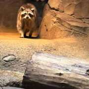 ヒメ日記 2025/11/18 12:57 投稿 霧島　ゆう Amateras～アマテラス～