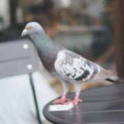ヒメ日記 2026/06/06 08:40 投稿 霧島　ゆう Amateras～アマテラス～
