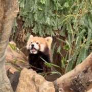 ヒメ日記 2025/04/08 10:53 投稿 なな プレジデントオアシス