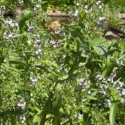 ヒメ日記 2025/05/07 12:43 投稿 なな プレジデントオアシス