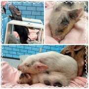 ヒメ日記 2026/02/22 23:00 投稿 なな プレジデントオアシス