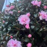 ヒメ日記 2024/12/08 06:48 投稿 愛 素人妻達☆マイふぇらレディー