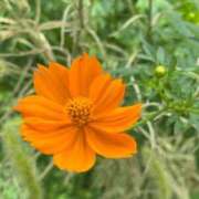 ヒメ日記 2025/08/18 22:51 投稿 めぐみ トマトなび