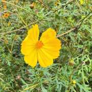 ヒメ日記 2025/11/01 11:18 投稿 めぐみ トマトなび