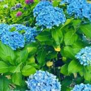 めぐみ 6月！ トマトなび