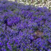 ヒメ日記 2026/04/21 21:27 投稿 ほのか クラブアリア -CLUB ARIA-