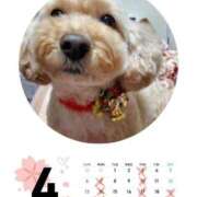 ヒメ日記 2025/03/31 17:53 投稿 亜玖里(あぐり)☆超敏感体質!! ジャックと豆の木