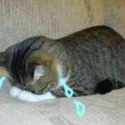 ヒメ日記 2025/11/23 18:11 投稿 亜玖里(あぐり)☆超敏感体質!! ジャックと豆の木