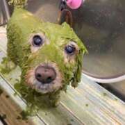 ヒメ日記 2026/01/22 15:55 投稿 亜玖里(あぐり)☆超敏感体質!! ジャックと豆の木