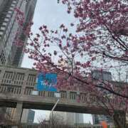 ヒメ日記 2025/04/09 17:01 投稿 れいか 多恋人 新宿店