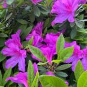 ヒメ日記 2025/04/18 18:53 投稿 れいか 多恋人 新宿店