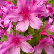 ヒメ日記 2025/04/20 17:36 投稿 れいか 多恋人 新宿店