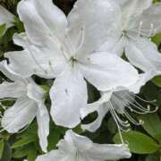 ヒメ日記 2025/04/24 18:49 投稿 れいか 多恋人 新宿店