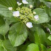 ヒメ日記 2025/05/31 17:39 投稿 れいか 多恋人 新宿店