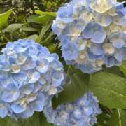 ヒメ日記 2025/06/18 14:54 投稿 れいか 多恋人 新宿店