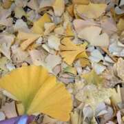 ヒメ日記 2025/11/29 18:37 投稿 れいか 多恋人 新宿店