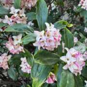 ヒメ日記 2026/03/12 19:15 投稿 れいか 多恋人 新宿店