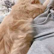 ヒメ日記 2025/03/29 23:48 投稿 ゆかり 東京アロマスタイル