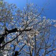 ヒメ日記 2025/04/07 19:00 投稿 五条 熟女の風俗最終章　鶯谷店