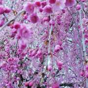 ゆきの★ 東京の桜ももうすぐ開花🌸 レースクィーン