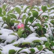 ヒメ日記 2025/03/02 22:07 投稿 ゆきの★ レースクィーン