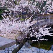 ヒメ日記 2025/03/10 22:15 投稿 ゆきの★ レースクィーン