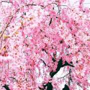 ヒメ日記 2025/03/12 22:04 投稿 ゆきの★ レースクィーン