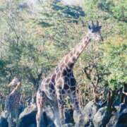 ヒメ日記 2025/04/26 22:01 投稿 ゆきの★ レースクィーン