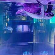 ヒメ日記 2025/08/22 21:02 投稿 ゆきの★ レースクィーン