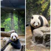 ゆきの★ 上野動物園双子パンダ 来月中国に返還🐼 レースクィーン