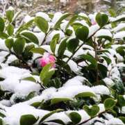 ゆきの★ 寒の戻り☃️ レースクィーン