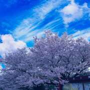 ゆきの★ 桜花爛漫 国立劇場の桜🌸 レースクィーン