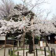 ゆきの★ 靖国神社の標本木(ソメイヨシノ)🌸 レースクィーン