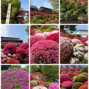 ヒメ日記 2026/04/16 22:02 投稿 ゆきの★ レースクィーン