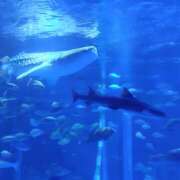 ゆきの★ のとじま水族館でジンベエザメ展示🦈 レースクィーン