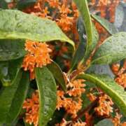 ヒメ日記 2025/10/27 12:49 投稿 いおり sweet kiss