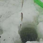 ヒメ日記 2025/01/27 18:39 投稿 まさみ 完熟ばなな札幌・すすきの