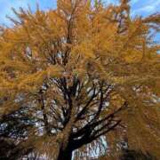 アスカ 秋？ トマトなび