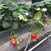 ヒメ日記 2026/03/12 17:58 投稿 アスカ トマトなび