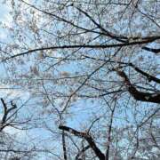 ヒメ日記 2026/04/03 17:58 投稿 アスカ トマトなび