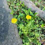 ヒメ日記 2025/04/19 13:58 投稿 すみれ スイカ