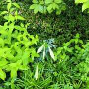 ヒメ日記 2025/06/07 13:18 投稿 すみれ スイカ