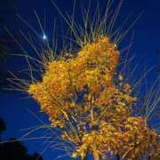 ヒメ日記 2025/12/31 14:21 投稿 すみれ スイカ