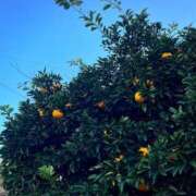 ヒメ日記 2026/01/08 16:26 投稿 すみれ スイカ