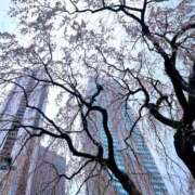 すみれ 枝垂れの先に スイカ