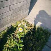 ヒメ日記 2026/04/18 15:33 投稿 すみれ スイカ