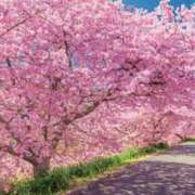 ヒメ日記 2025/04/01 11:37 投稿 東雲　れいか ギン妻パラダイス 谷九店