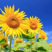 ヒメ日記 2025/07/10 11:30 投稿 東雲　れいか ギン妻パラダイス 谷九店